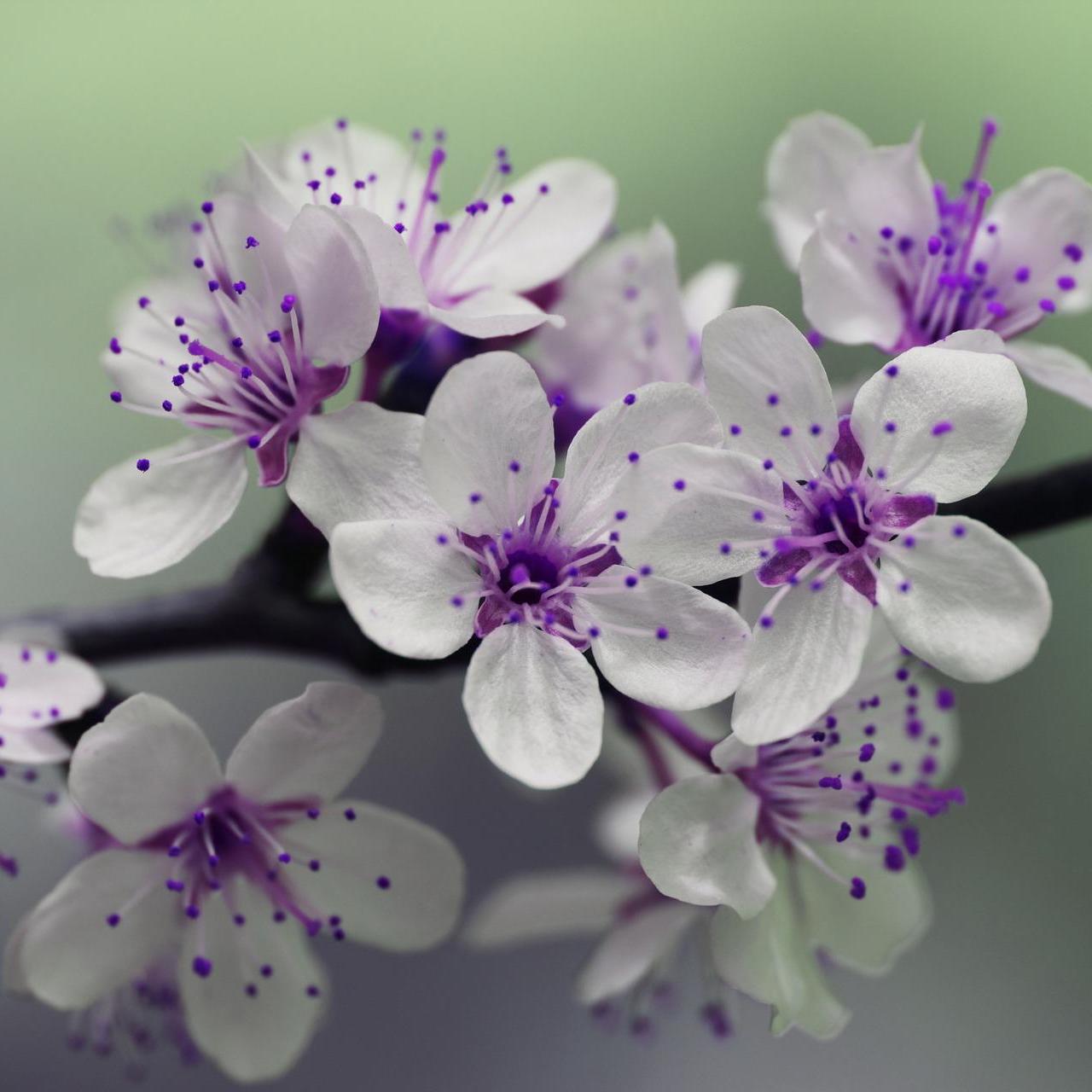 Purple flower